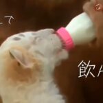 2023 絶対笑える！犬、猫、動物の面白いアテレコ・アフレコ＆可愛い動画【動物おもしろ】vol.21