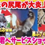 【2ch動物スレ風】猫の尻尾が大炎上！見ていた犬もドン引き。紳士諸君へのサービスショットもあるよ！🐱おもしろねこ動画集🐱