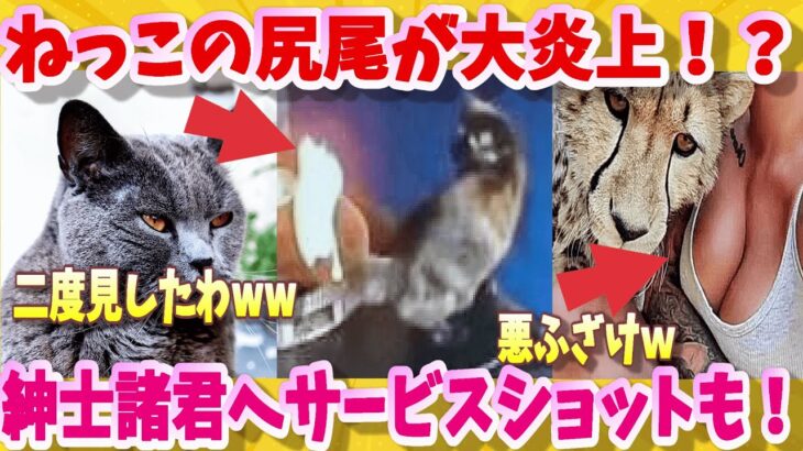 【2ch動物スレ風】猫の尻尾が大炎上！見ていた犬もドン引き。紳士諸君へのサービスショットもあるよ！🐱おもしろねこ動画集🐱