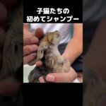 子猫2匹をシャンプーで洗うとこうなります…　#shorts