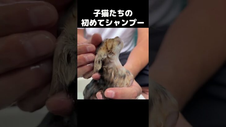 子猫2匹をシャンプーで洗うとこうなります…　#shorts