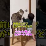 【動物おもしろ】爆笑動物アフレコ🤣あり得ないことをする犬、猫・おもしろ犬、猫・ハプニング集8.5-46　#shorts #ストレス発散 #おもしろネタ