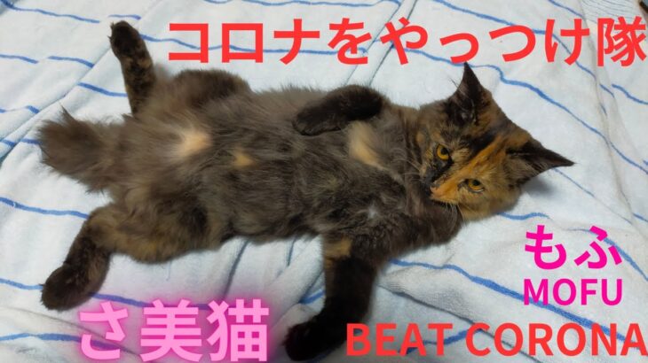 コロナにかかっても癒してくれる猫達。Cats heals even you are sick in bed with COVID.