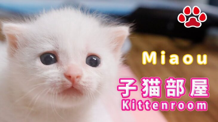 子猫部屋　Kitten incubator room】