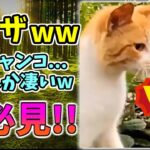 【動物おもしろ】猫・犬・動物の爆笑アフレコ！ハプニングだらけの犬、猫がおもしろすぎた集 Vol.２７