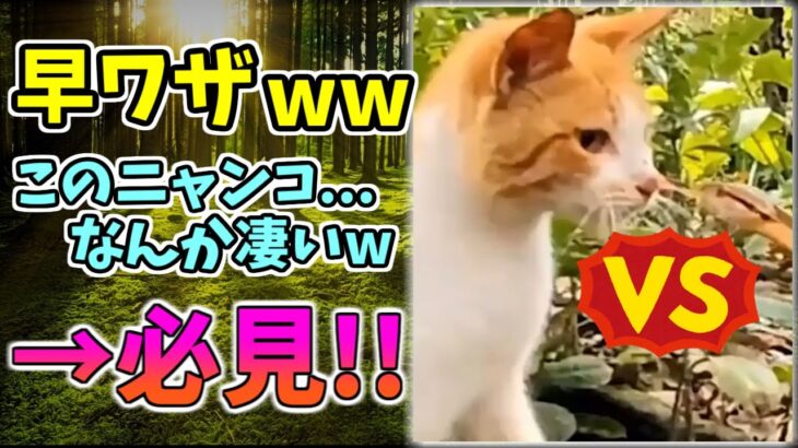 【動物おもしろ】猫・犬・動物の爆笑アフレコ！ハプニングだらけの犬、猫がおもしろすぎた集 Vol.２７