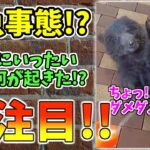 【動物おもしろ】猫・犬・動物の爆笑アフレコ！ハプニングだらけの犬、猫がおもしろすぎた集 Vol.２１