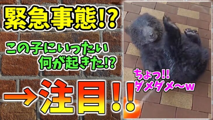 【動物おもしろ】猫・犬・動物の爆笑アフレコ！ハプニングだらけの犬、猫がおもしろすぎた集 Vol.２１