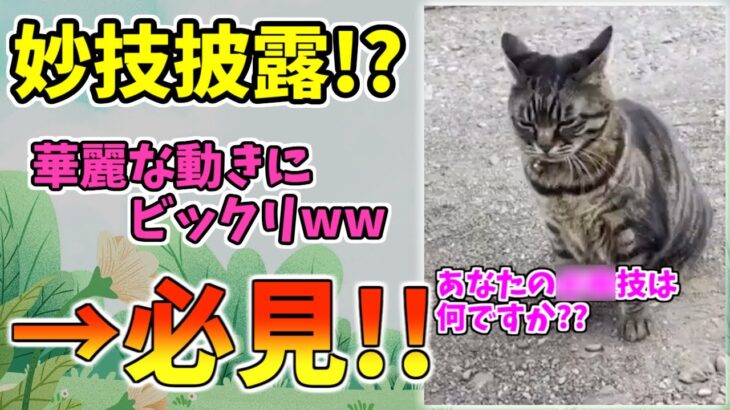 【動物おもしろ】猫・犬・動物の爆笑アフレコ！ハプニングだらけの犬、猫がおもしろすぎた集 Vol.２２