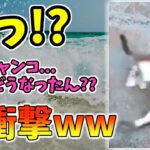 【動物おもしろ】猫・犬・動物の爆笑アフレコ！ハプニングだらけの犬、猫がおもしろすぎた集 Vol.２４