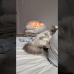 カンチョーしちゃった猫 #ねこ #ラグドール #猫 #cat #고양이 ragdollcat #猫動画 #funnycats #shorts #大型猫 #おもしろ動画 #おもしろい動物