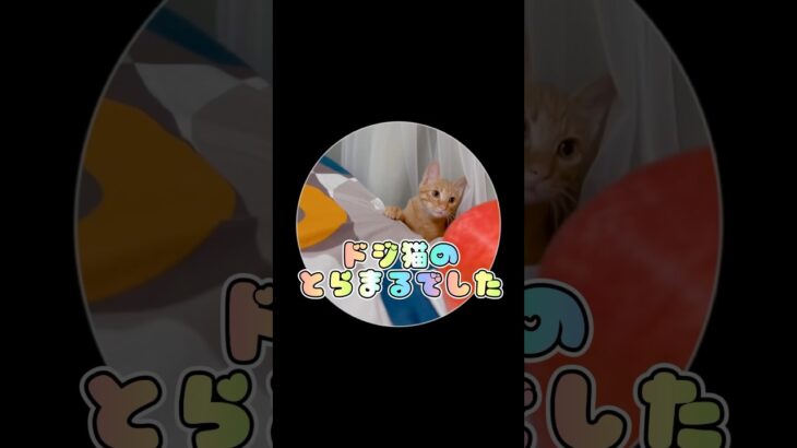ドジ猫 #とらまる #cat #おもしろ #動物 #猫 #shortvideo #shorts #short