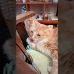 #mèo #猫 #cat #catvideos #catlover #catsoftiktok #catvideo #おもしろ #cutecat #ちゃとら