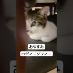 おやすみ　#shorts #癒し猫 #かわいい猫 #ロディーアンドソフィー #かわいい猫動画