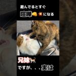 『猫』兄妹仲悪い？🤔#猫のいる暮らし #多頭飼い #癒し動画 #保護猫 #shorts