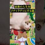 家族皆の人生をメチャクチャにする猫 #面白ネタ #おもしろ動画 #ねこ動画 #ねこ好き #shorts