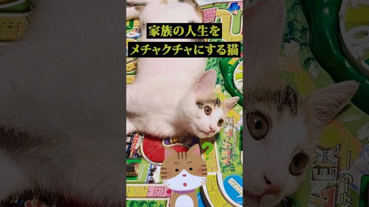 家族皆の人生をメチャクチャにする猫 #面白ネタ #おもしろ動画 #ねこ動画 #ねこ好き #shorts