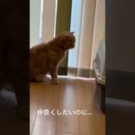 先住猫と新入り猫 #shorts #cat #cutecat #kitten #子猫 #癒し動画