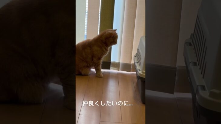 先住猫と新入り猫 #shorts #cat #cutecat #kitten #子猫 #癒し動画