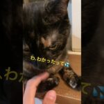 本日はももちゃんのお出迎え？ #shortvideo #かわいい猫 #猫動画 #猫好き #cat #cute #おもしろ動画 #かわいい #ネコ #ねこ #shorts #short