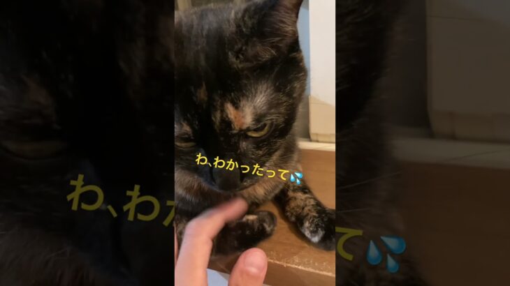 本日はももちゃんのお出迎え？ #shortvideo #かわいい猫 #猫動画 #猫好き #cat #cute #おもしろ動画 #かわいい #ネコ #ねこ #shorts #short