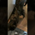 ただいま帰りましたよ笑 #shortvideo #shorts #かわいい猫 #猫動画 #cat #おもしろ動画 #猫好き #かわいい #ねこ #ネコ #cute