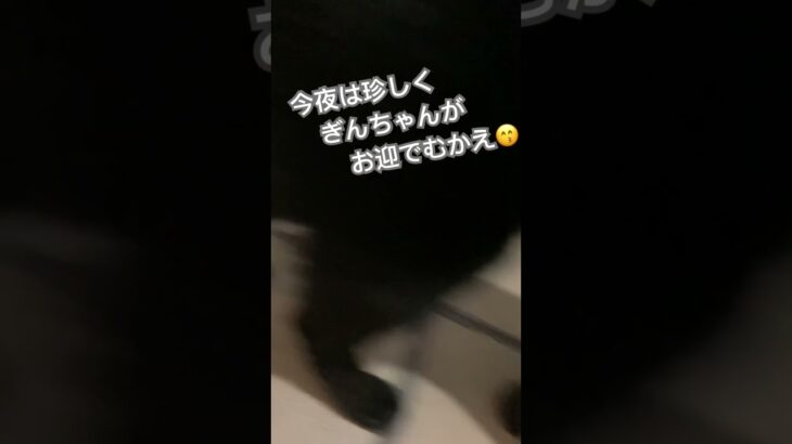 本日はぎんちゃんかお出迎え☺️ #shortvideo #shorts #short #かわいい猫 #猫動画 #cat #cute #おもしろ動画 #かわいい #ねこ #ネコ #おかえり