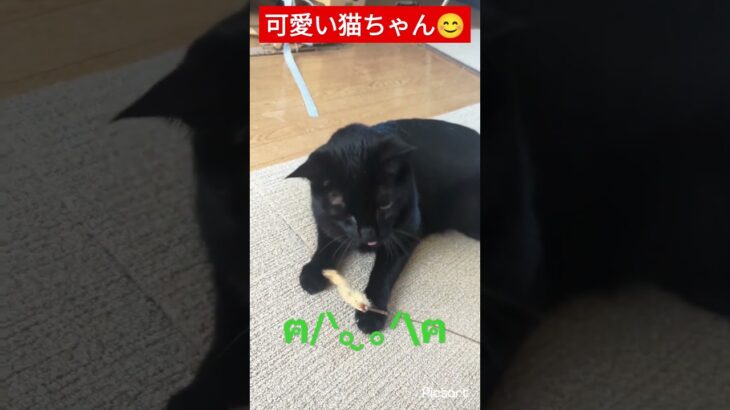 猫ちゃん #猫 #猫動画 #ねこ #癒し