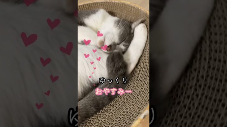 保護猫チャムの寝姿が可愛い❤️ #ねこのいる生活 #癒し猫 #癒し動画#チャチャ