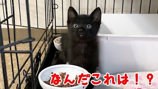 初めて黒缶を食べた保護子猫の反応