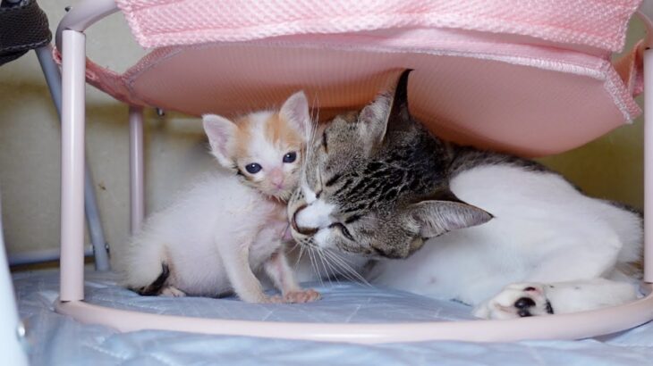 過保護すぎる先住猫にたじたじな子猫ｗ