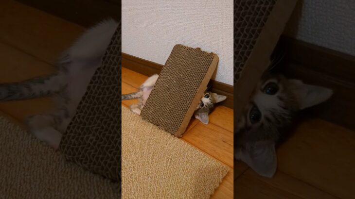 爪のとぎ方が少し変わっている子猫　#こねこ　#子猫　#保護猫