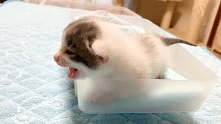赤ちゃん猫の体重測定でハプニング