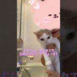 すずちゃん生まれて初めてのシャンプーに挑戦❤︎ハプニング付き(笑)