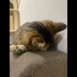 爆睡中の猫が食べる？に反応したはずなのに… #かわいい #キジトラ #猫