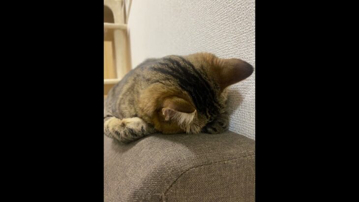 爆睡中の猫が食べる？に反応したはずなのに… #かわいい #キジトラ #猫