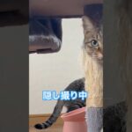 盗撮警察です。 #可愛い #vlog #猫動画 #癒し #cat #おもしろ #保護猫 #もふもふ #猫 #ねこ動画