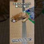 この猫何かおかしいwww【えんぴつぼうや】 #おもしろ動画 #おもしろ #おもちゃ #ねこ #こわい