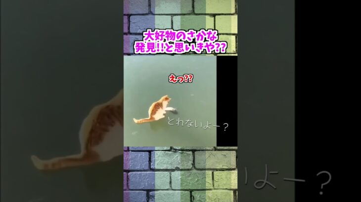 2023 絶対笑える！犬、猫、動物の面白いアテレコ・アフレコ＆可愛い動画【動物おもしろ】vol.19-25 #ストレス発散 #おもしろネタ #猫  #ネコ