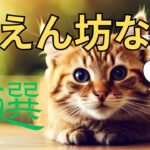【可愛すぎる】甘えん坊な猫種5選‼癒しの猫ちゃんをご紹介✨