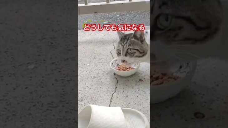 警戒心強すぎる猫7 #癒し #ねこ#おすすめ#cat #japan#cats#おもしろ#日本 #shortvideo#zoo #shorts#short#猫#猫動画#動物