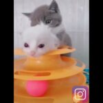 Funny Animal Videos おもしろ動物 也做动物 #3