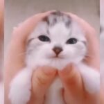 Funny Animal Videos:dog and cat  おもしろ動物:犬と猫  也做动物:狗和猫