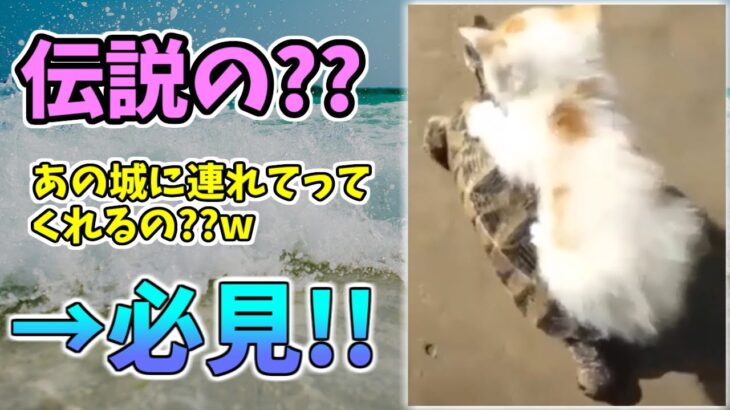 【動物おもしろ】猫・犬・動物の爆笑アフレコ！ハプニングだらけの犬、猫がおもしろすぎた集 Vol.４２