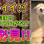 【動物おもしろ】猫・犬・動物の爆笑アフレコ！ハプニングだらけの犬、猫がおもしろすぎた集 Vol.３０