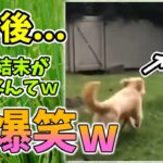 【動物おもしろ】猫・犬・動物の爆笑アフレコ！ハプニングだらけの犬、猫がおもしろすぎた集 Vol.３２