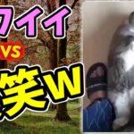 【動物おもしろ】猫・犬・動物の爆笑アフレコ！ハプニングだらけの犬、猫がおもしろすぎた集 Vol.３７