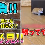 【動物おもしろ】猫・犬・動物の爆笑アフレコ！ハプニングだらけの犬、猫がおもしろすぎた集 Vol.３９