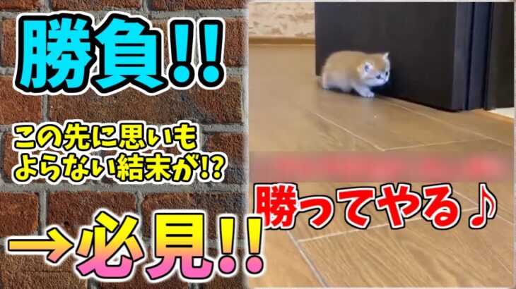 【動物おもしろ】猫・犬・動物の爆笑アフレコ！ハプニングだらけの犬、猫がおもしろすぎた集 Vol.３９