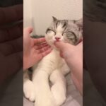 🐱face massage. #cat #猫 #kitten #子猫 #ねこ #かわいい猫